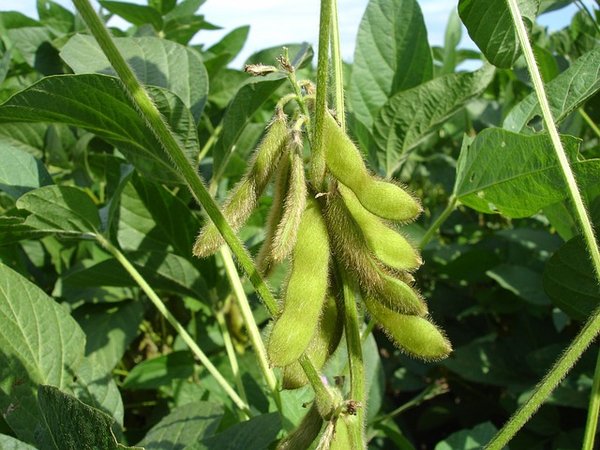Qu'est-ce qu'il faut faire pour pousser, entretenir et diriger une glycine ?
