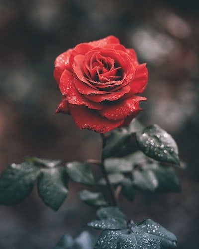 Comment faire pousser un rosier à partir d'une graine ?