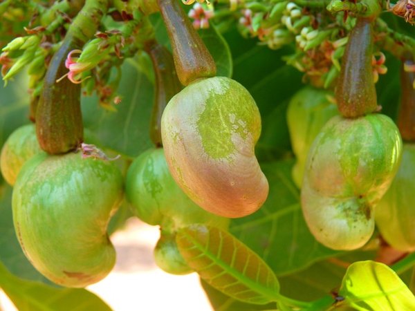 Comment produire une plante d'anacarde à partir d'une graine ?