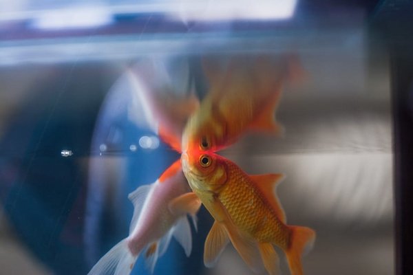 Carpes Koi en aquarium : l'alimentation et la nutrition des Carpes Koi