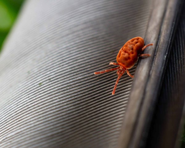 Comment reconnaître les signes d'une infestation d'acariens ?