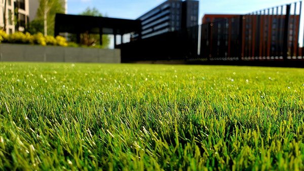 Les astuces pour entretenir efficacement votre pelouse tout au long de l'année