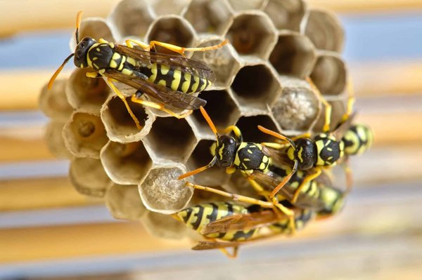 Que faut-il savoir sur les frelons ?